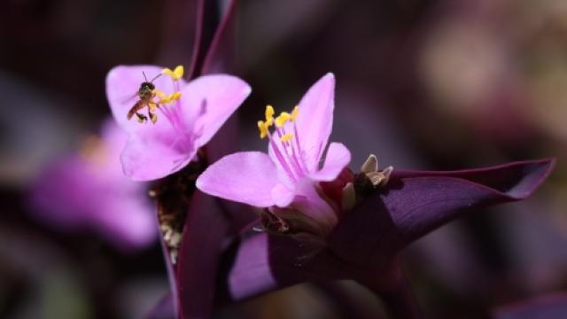 Os Doces Jardins terão hotéis para abelhas solitárias e ninho da jataí, que não tem ferrão (foto: Marco Cavalcanti)