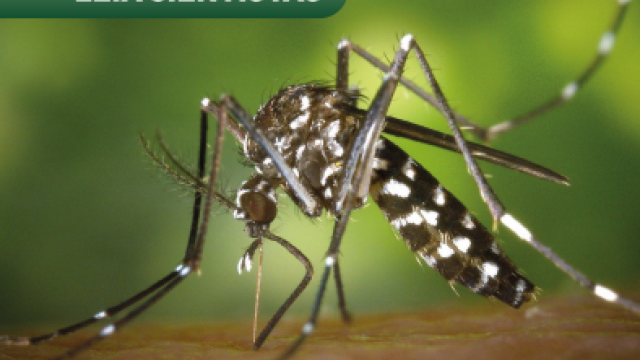 O vírus da dengue é transmitido pela picada da fêmea do mosquito Aedes aegypti. (Foto: Pixabay)