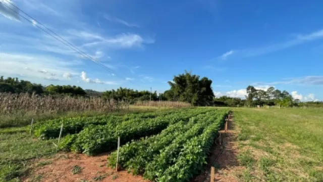 Na fazenda Água Limpa estão sendo feitas pesquisas com feijão, maracujá e milho. (Foto: Acervo da pesquisadora)