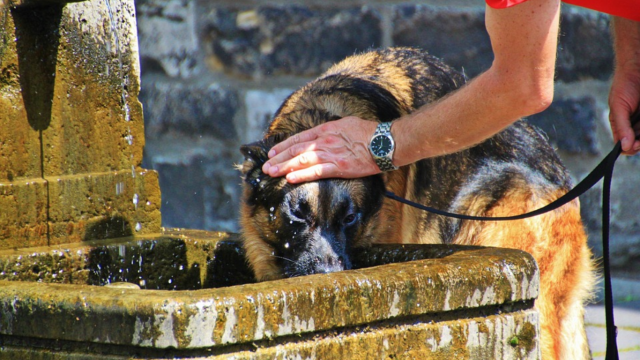 Cachorro bebe água em uma bica enquanto alguém o molha