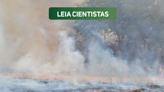 Árvores do Cerrado em meio a uma coluna de fumaça