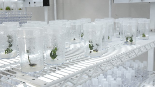 Imagem de laboratório com plantas em dispositivos de análise