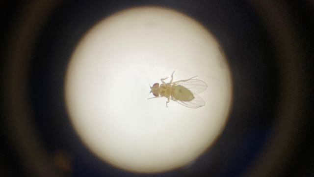 Drosophila melanogaster, a mosca-das-frutas, utilizada nos estudos