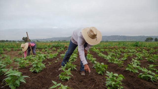 Trabalhadores do setor de agropecuária