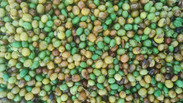 Frutos imaturos, na cor verde, misturados aos maduros, que já amarelaram (Foto: arquivo dos pesquisadores)