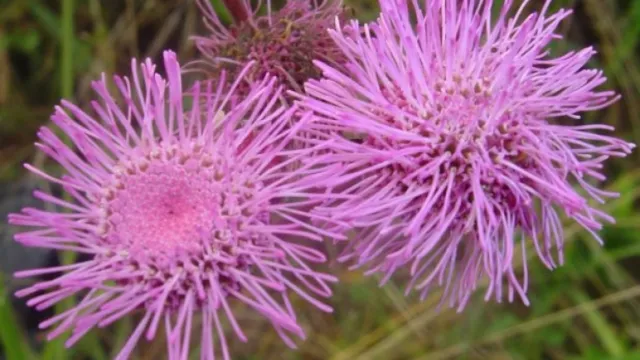 Flores rosas