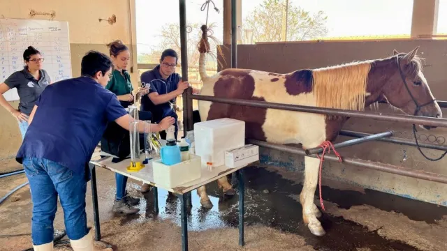 Professora Elisa Sant´Anna e seus alunos realizando experimentos em equinos