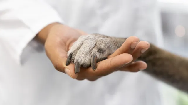 Foto de uma mão humana segurando a de um cachorro