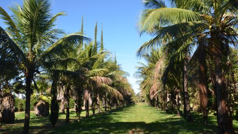 Fazenda do Glória (Milton Santos)