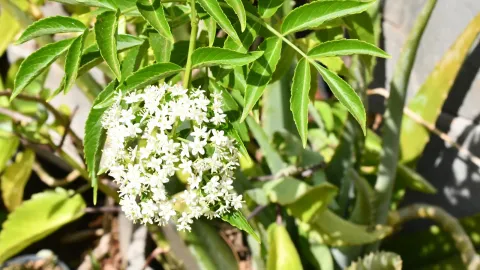 Encontro da Semana Nacional do Cerrado (Fotos: Milton Santos)