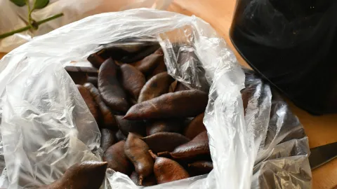 Encontro da Semana Nacional do Cerrado (Fotos: Milton Santos)